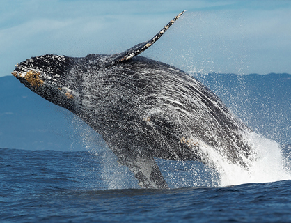 laguna whale